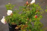 Decorator rose photo
