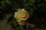 Decorator rose photo