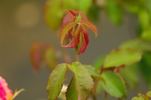 Decorator rose photo