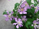 Comtesse de Bouchaud clematis photo