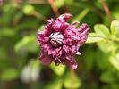 C. 'Purpurea Plena Elegans' clematis photo