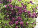 C. 'Purpurea Plena Elegans' clematis photo
