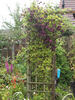 C. 'Purpurea Plena Elegans' clematis photo