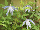 C. macropetala 'Wesselton' clematis photo