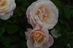 Audrey Hepburn rose photo