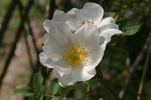 Holikensis rose photo