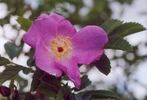 <i>Rosa jelinda</i> rose photo