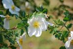 Aristides rose photo