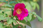Atropurpurea rose photo