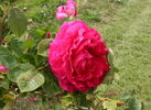 Moja Mecta rose photo