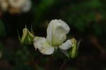 Jack Frost rose photo