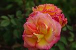 Dionisia ® rose photo
