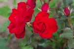 Stadt Eltville rose photo