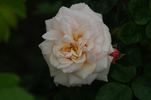 Buttermere rose photo
