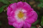 Frau Bürgermeister Kirschstein rose photo