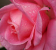 Parly 2 rose photo