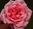 Mrs. E. Claxton rose photo