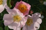 <i>Rosa blondeana</i> Ripart rose photo