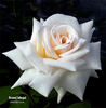 Grand Mogul rose photo