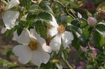 <i>Rosa gallica caucasica</i> rose photo
