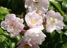 <i>Rosa lucens</i> erecta rose photo