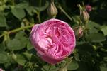 Dr. Merkeley rose photo