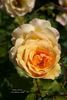 Amber Waves ™ rose photo
