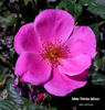 Mme Thérèse Meyer rose photo