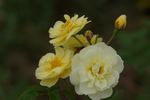 Excellenz Kuntze rose photo