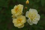 Excellenz Kuntze rose photo