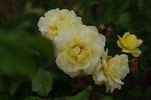 Excellenz Kuntze rose photo