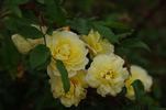 Excellenz Kuntze rose photo