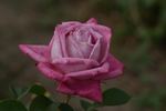 Lavender Joy rose photo