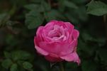 Lavender Joy rose photo