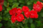 Orange Miss Edith Cavell rose photo