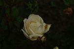 Alice Stern rose photo
