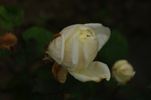Alice Stern rose photo