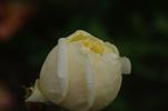 Alice Stern rose photo