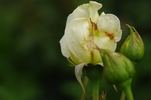 Alice Stern rose photo