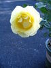 Katherine Loker rose photo