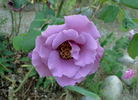 Lavande rose photo