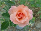 Sunset Boulevard rose photo