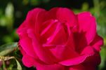 Simón Dot rose photo