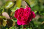 Simón Dot rose photo
