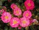 Riant rose photo