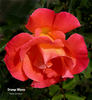 Orange Waves rose photo