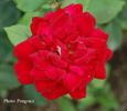Red Martini rose photo