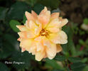 Golden Perfume rose photo