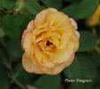 Golden Leader rose photo