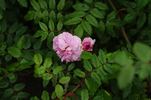 Château de la Juvénie rose photo